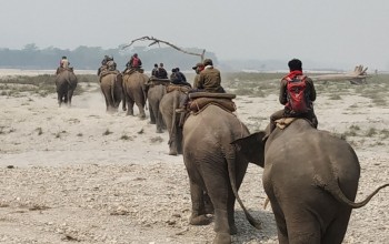 जङ्गली हात्ती गोविन्देलाई मात नियन्त्रण गर्ने औषधि दिइयो 